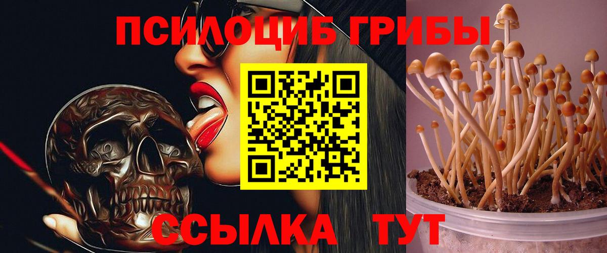 Каменка  Псилоцибиновые грибы прущие грибы  Вход с VPN 